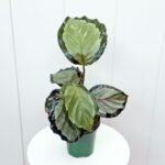 Calathea Roseopicta Corona