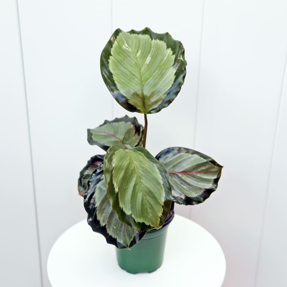 CalatheaRoseopictaCorona4-5