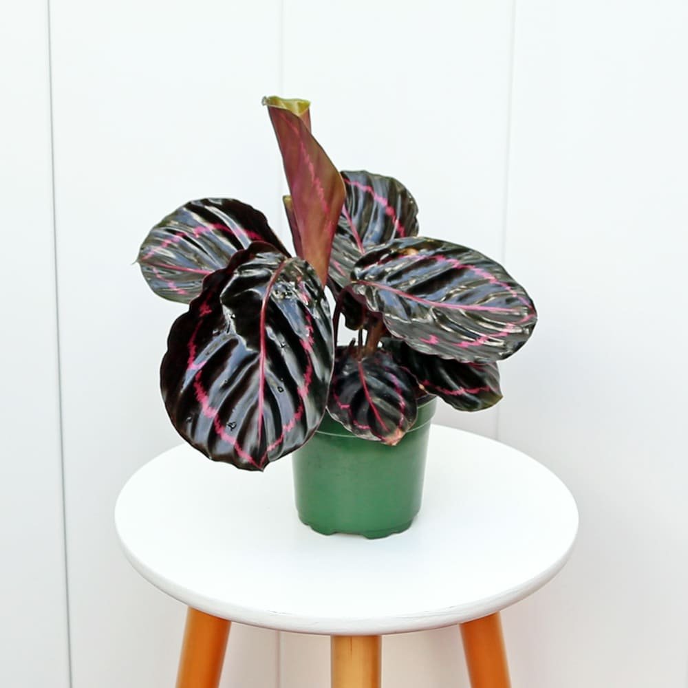 CalatheaRoseopictaEclipse4-1