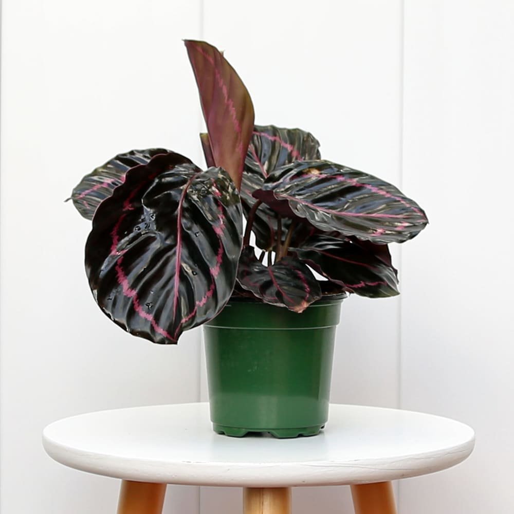 CalatheaRoseopictaEclipse4-2