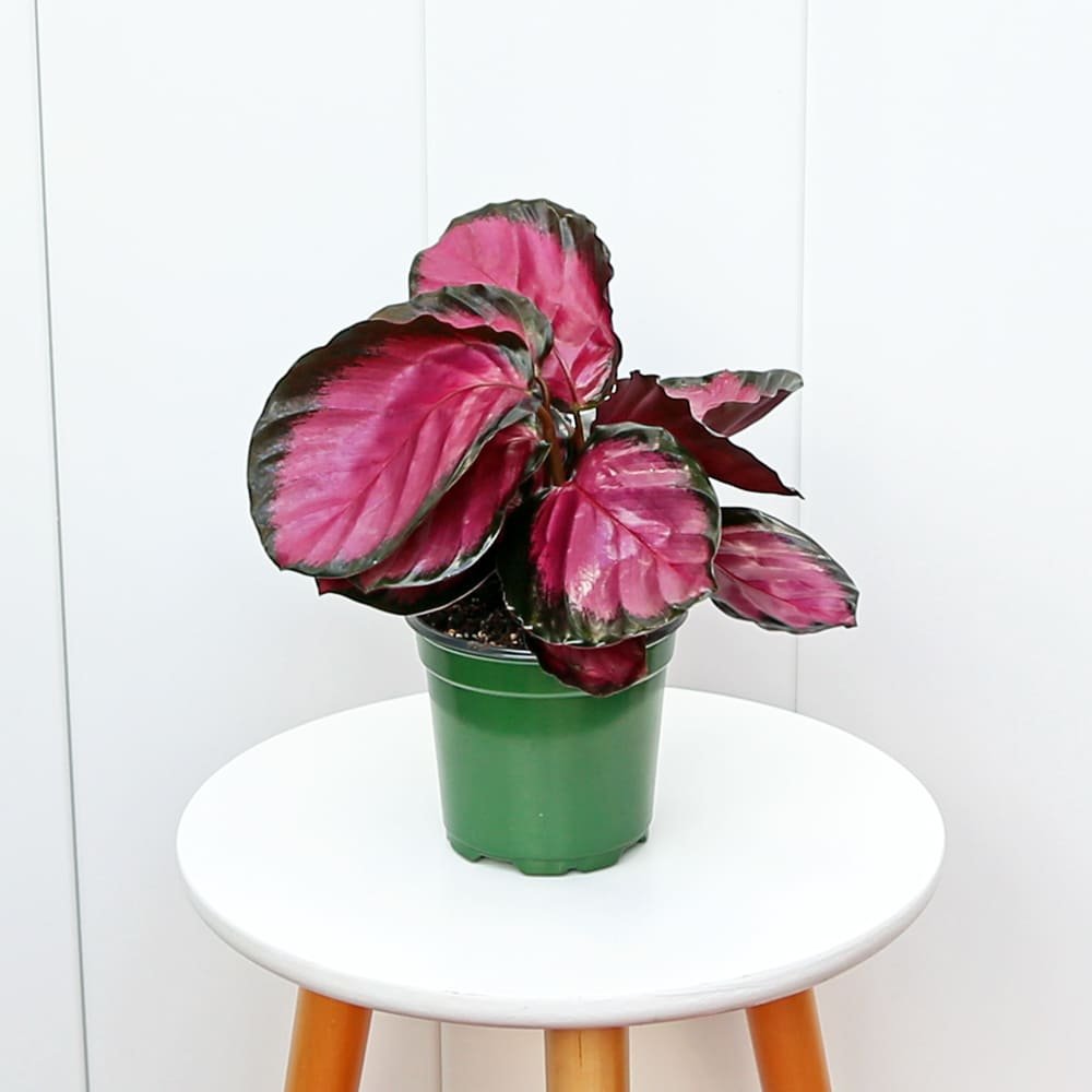 CalatheaRosy4-1