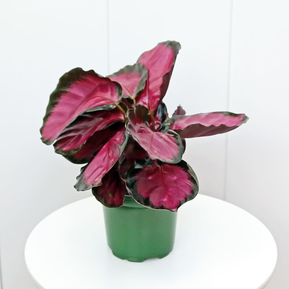 CalatheaRosy4-5