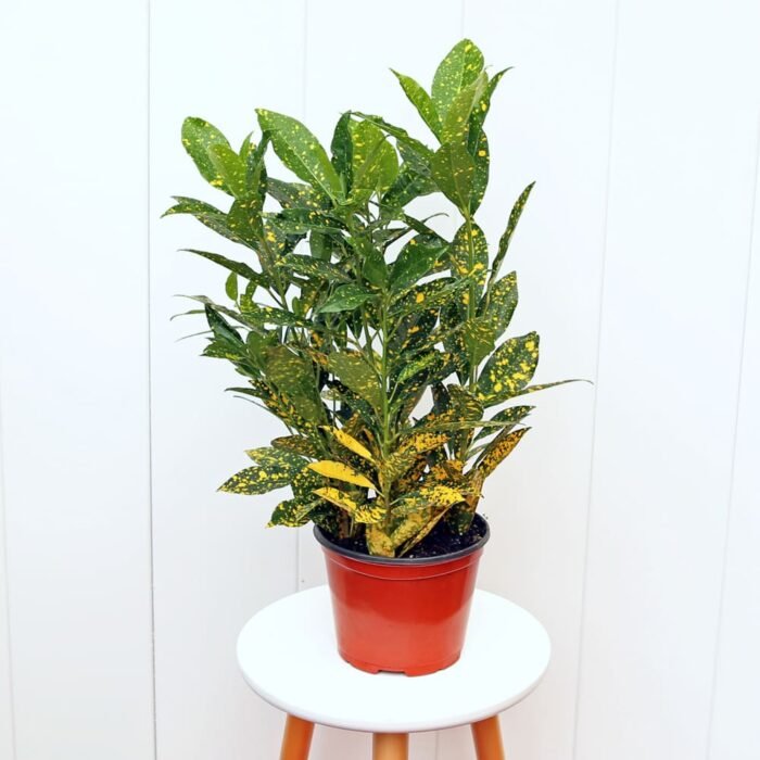 Croton Gold Dust