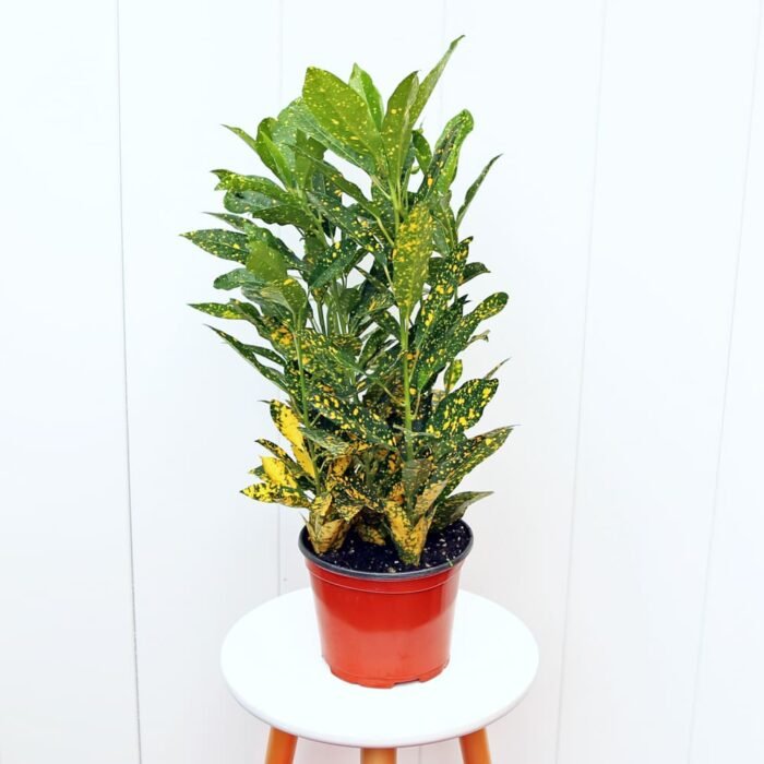 Croton Gold Dust