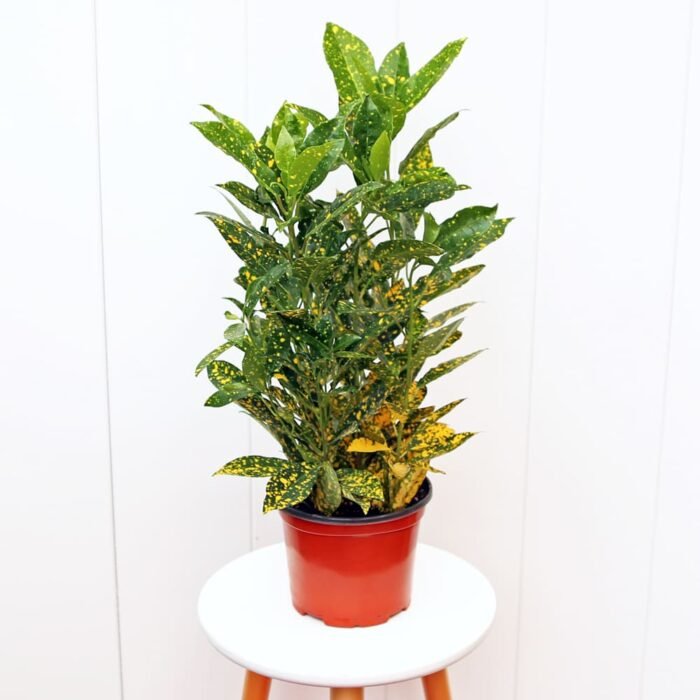 Croton Gold Dust