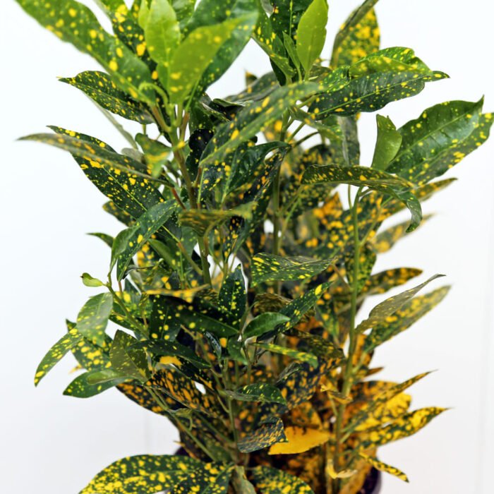 Croton Gold Dust