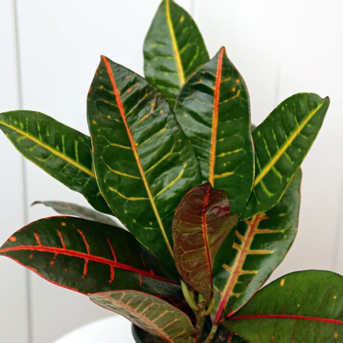 Croton Petra