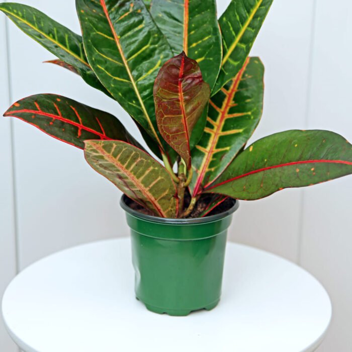 Croton Petra