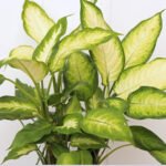 Dieffenbachia