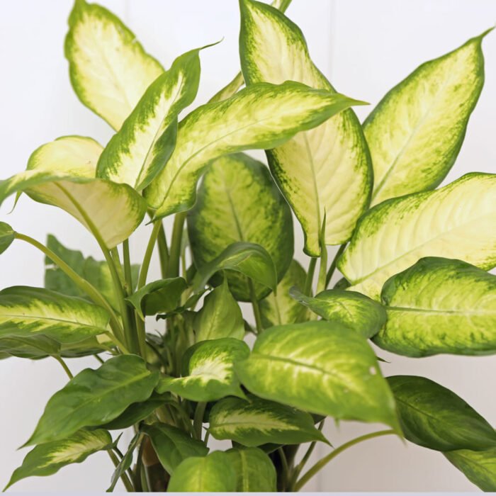 Dieffenbachia
