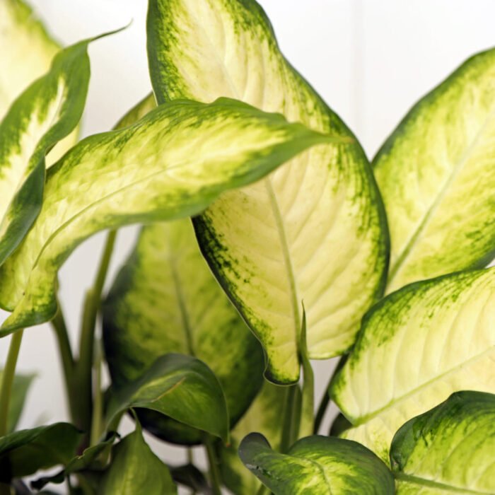 Dieffenbachia