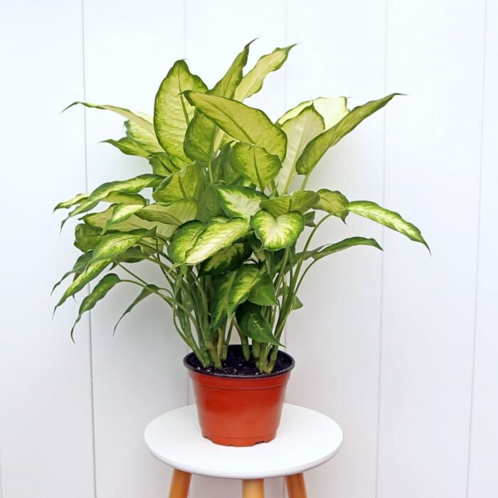 Dieffenbachia
