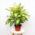 Dieffenbachia