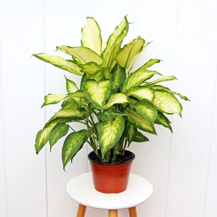 Dieffenbachia