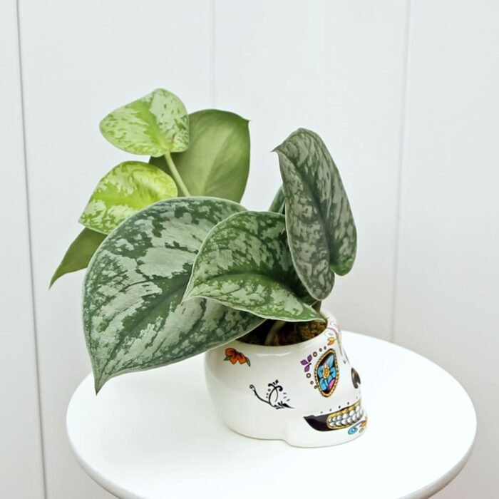 Scindapsus Pictus Silvery Ann