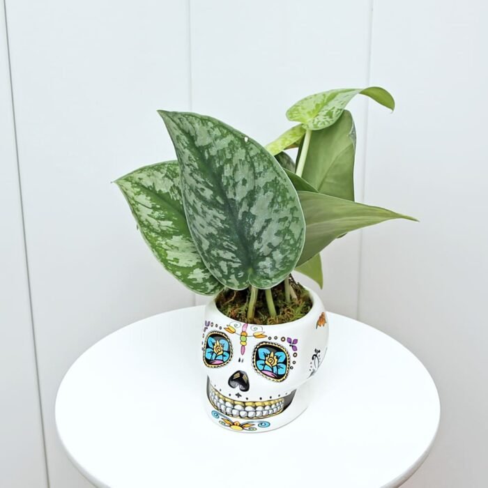 Scindapsus Pictus Silvery Ann