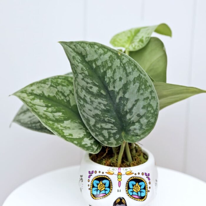 Scindapsus Pictus Silvery Ann