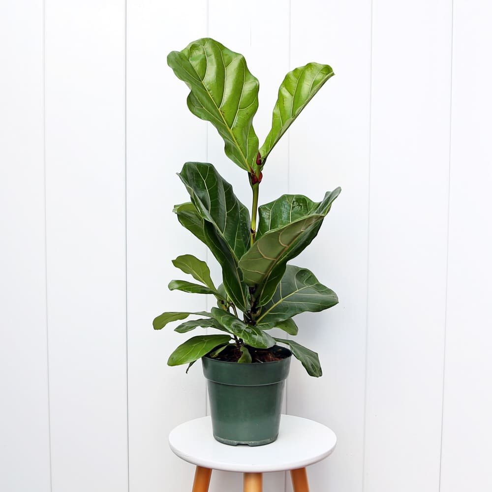 FicusLyrataSingle6-1