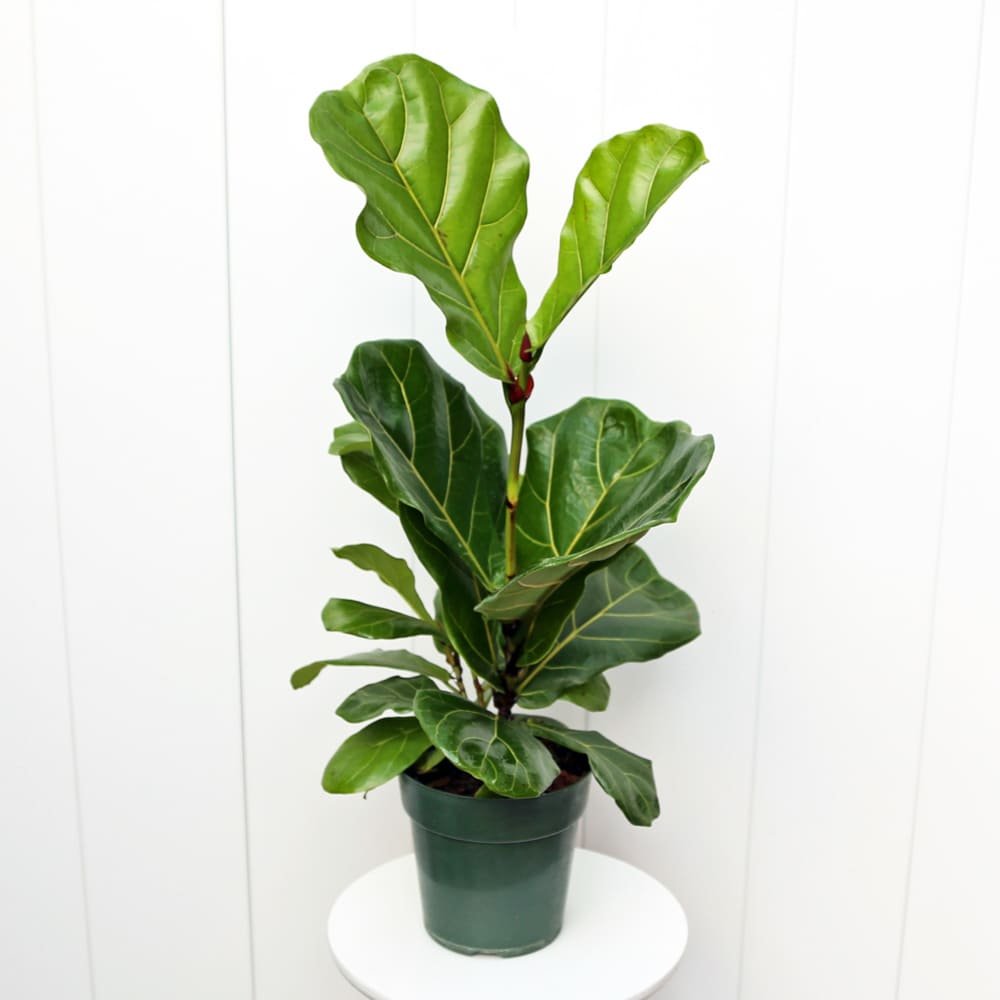 FicusLyrataSingle6-2