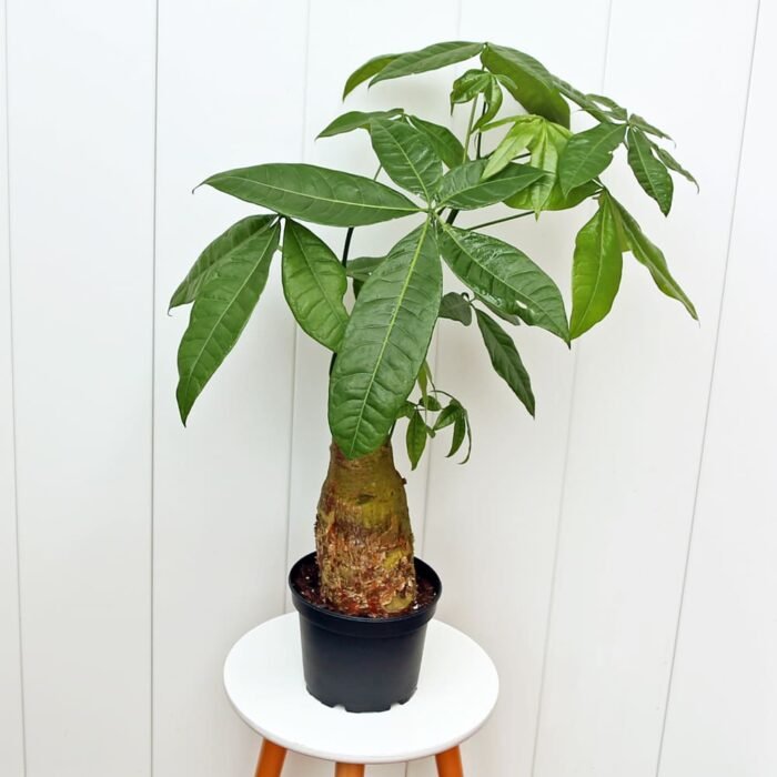 Pachira Money Tree Single Stem