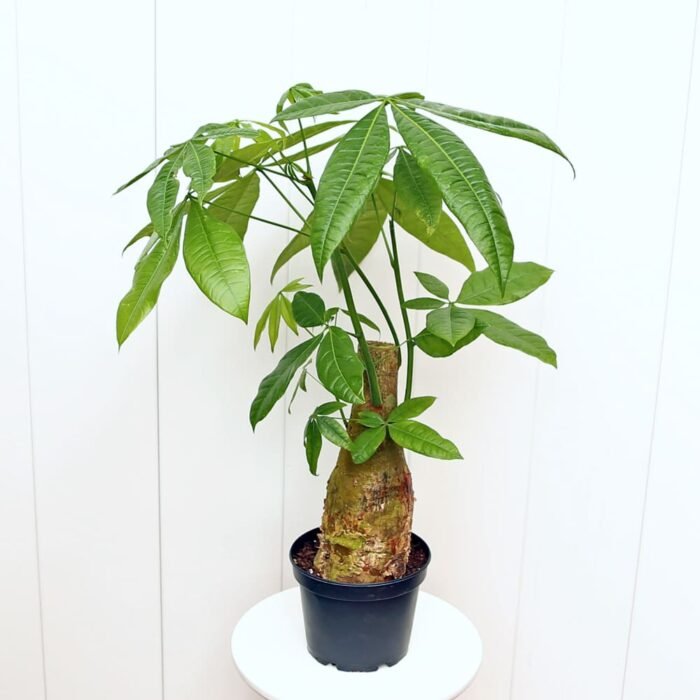 Pachira Money Tree Single Stem