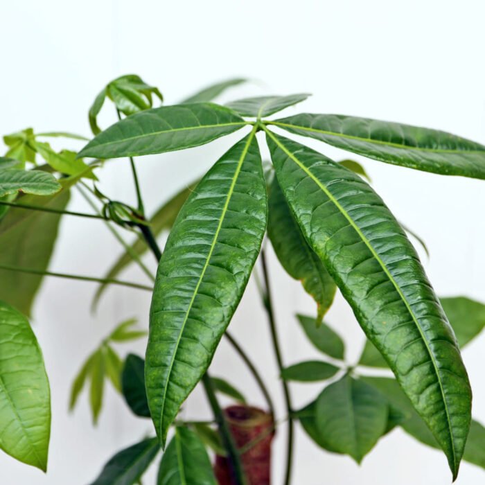 Pachira Money Tree Single Stem