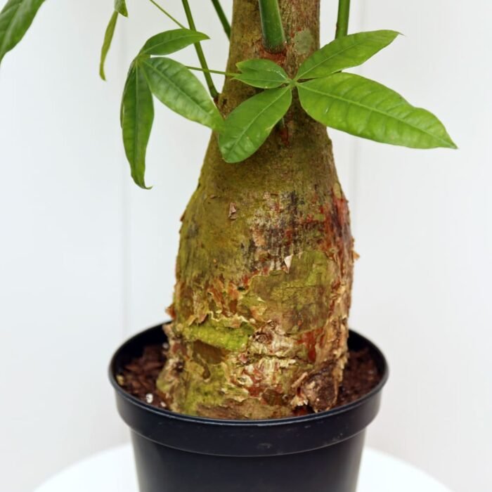 Pachira Money Tree Single Stem