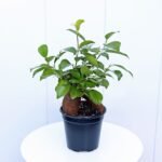 Ginseng Ficus