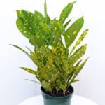 Croton Gold Dust