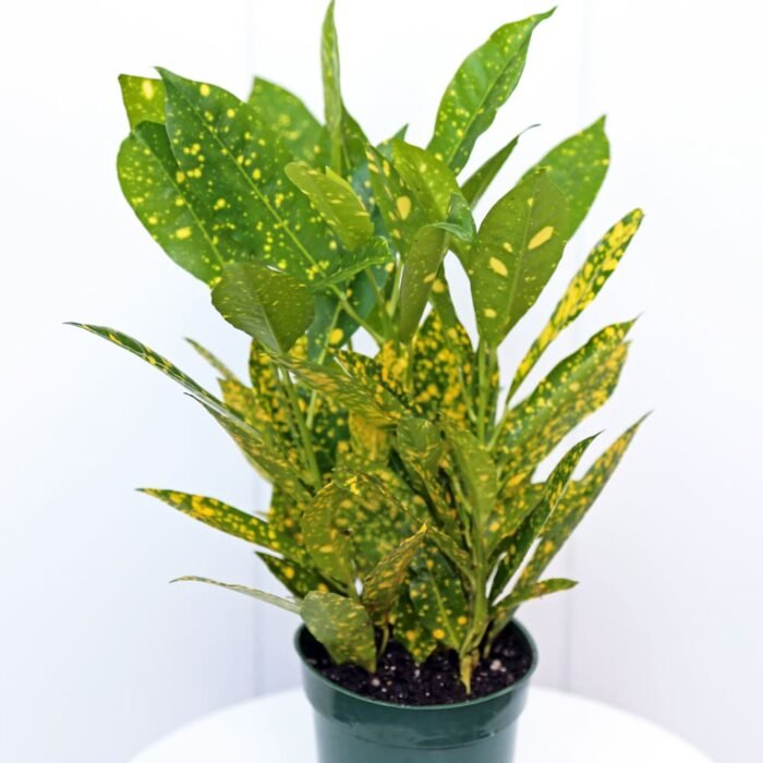 Croton Gold Dust