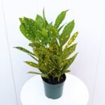 Croton Gold Dust