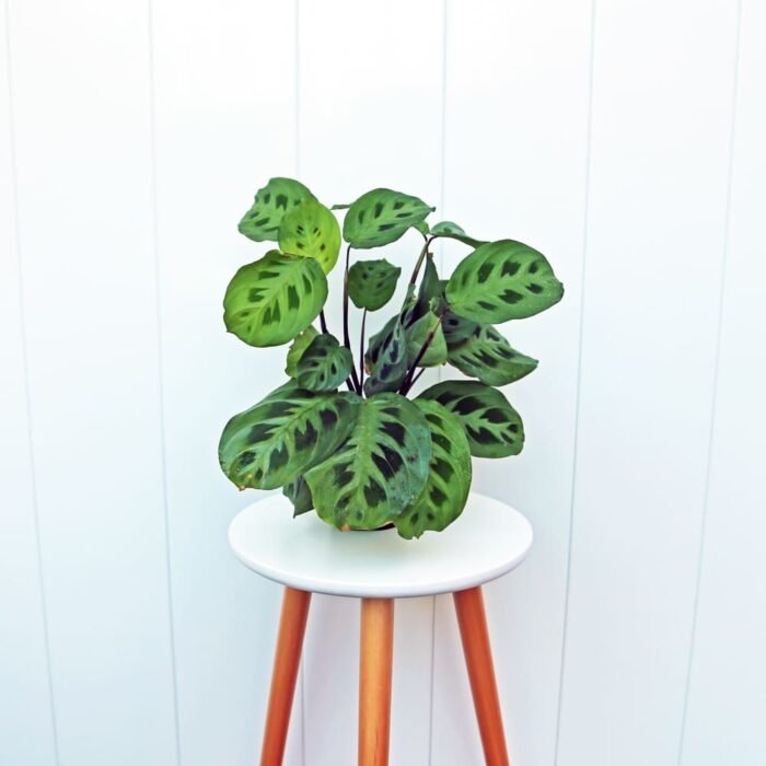 Green Maranta