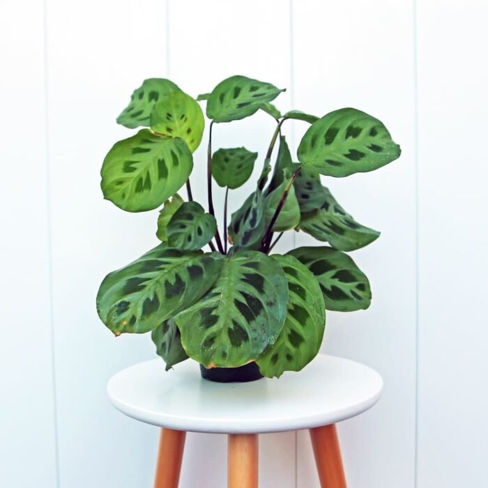 Green Maranta