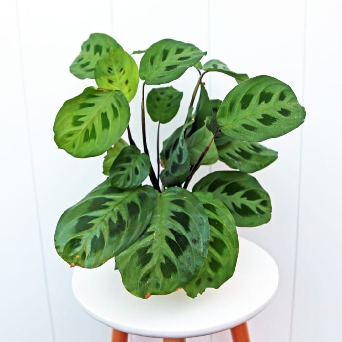 Green Maranta