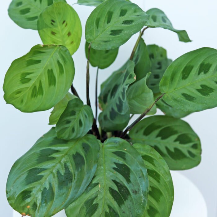 Green Maranta