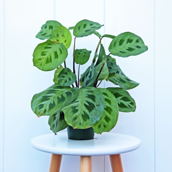 Green Maranta