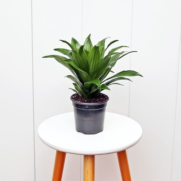 Janet Craig Compacta Dracaena