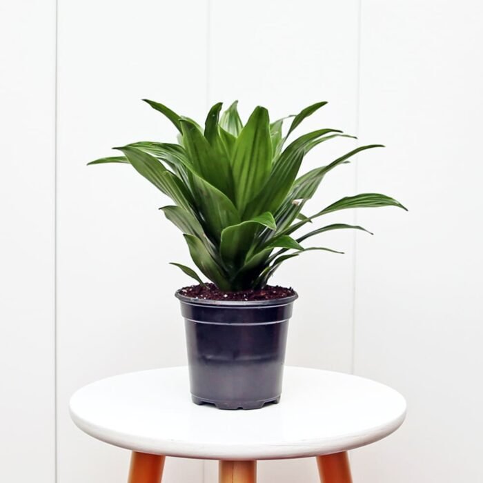 Janet Craig Compacta Dracaena