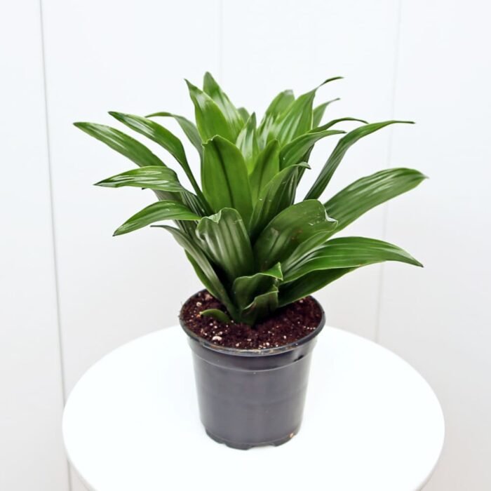 Janet Craig Compacta Dracaena