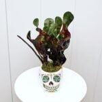 Croton Mammy
