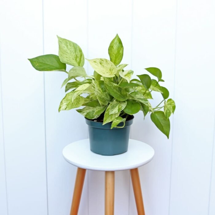 Marble Queen Pothos