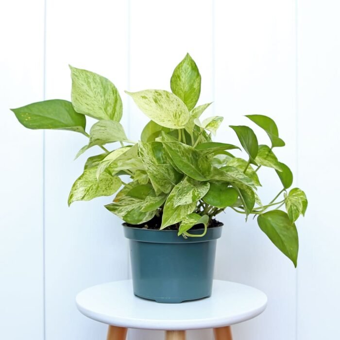 Marble Queen Pothos