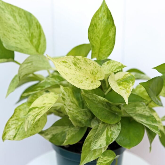 Marble Queen Pothos