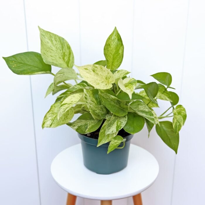 Marble Queen Pothos