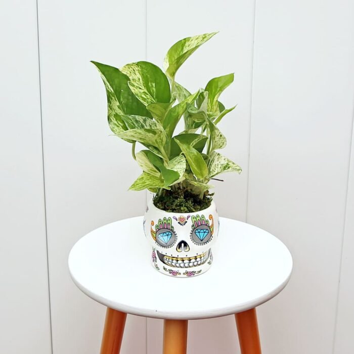Marble Queen Pothos