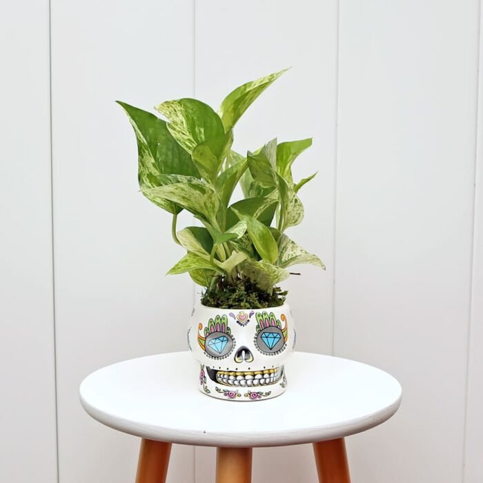 Marble Queen Pothos