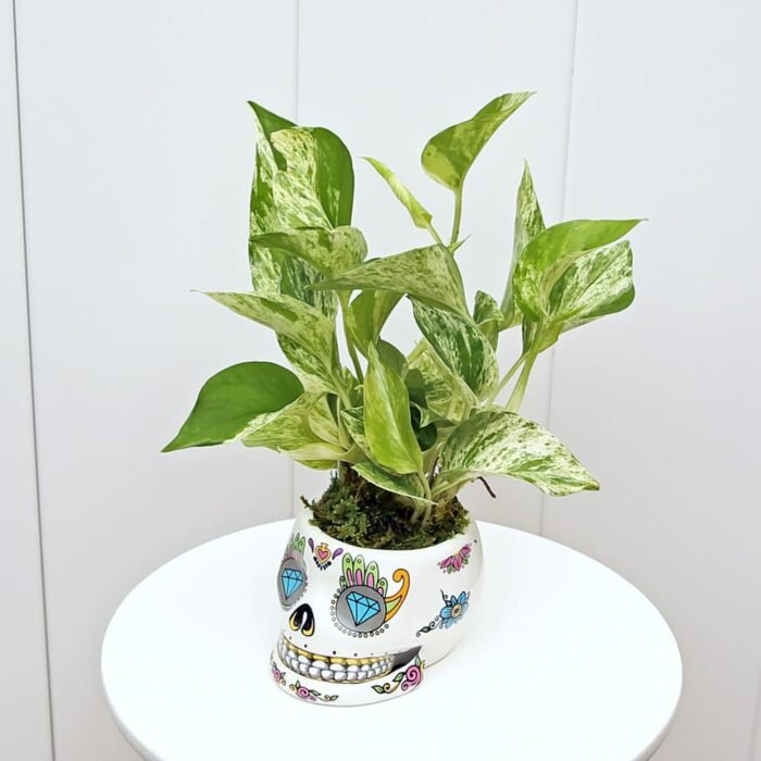 Marble Queen Pothos