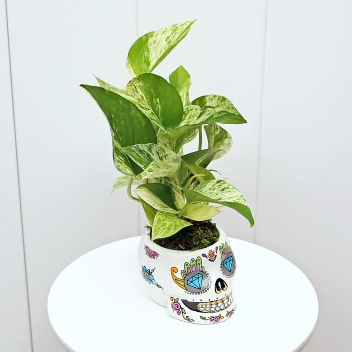 Marble Queen Pothos
