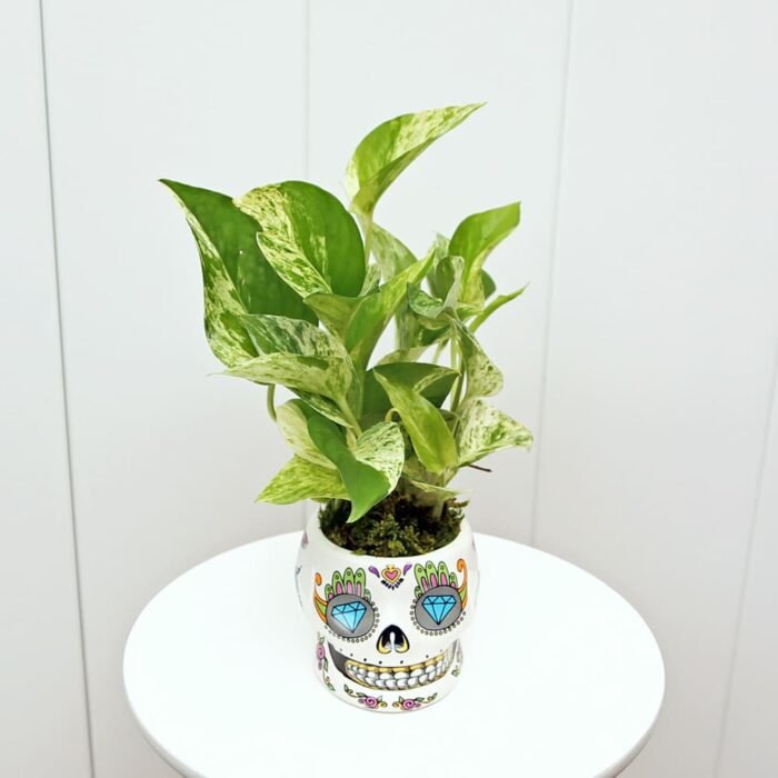 Marble Queen Pothos