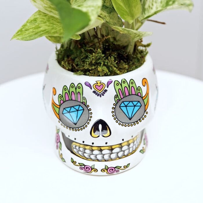 Marble Queen Pothos